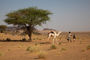 Kamele unterwegs an der Erzbahnpiste