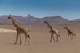Giraffen im Hoarusib-Tal