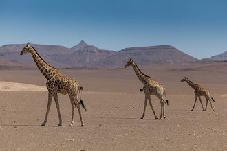 Giraffen in der Wüstenlandschaft des Hoarusib-Tals