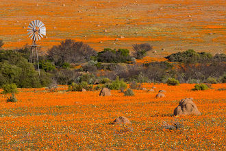 oranges Blütenmeer im Namaqualand