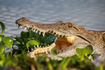 Lake Baringo - Krokodile auf Tuchfühlung