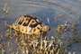 Schildkröte im Prespa-See