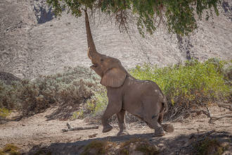 Wüstenelefant bei akrobatischer Futterbeschaffung