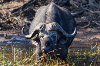 grasender Büffel am Chobe Ufer