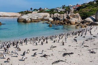 tausende Pinguine bevölkern den Strand in Simonstown