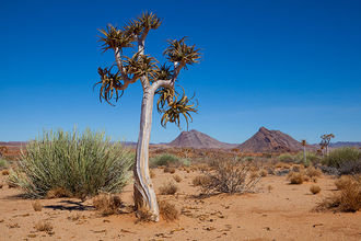 Wüstenlandschaft mit Köcherbäumen