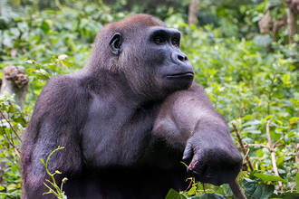 Gorilla im Nationalpark Mfou