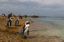 Pinguine in Simonstown