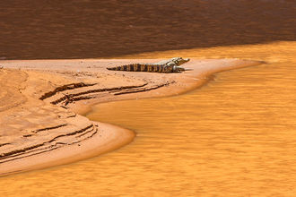 Sahara-Krokodil beim Sonnenbaden