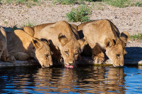 Löwenbabys am Wasserloch
