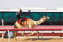 Camel-Race in Sweihan