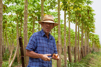 Helmut auf seiner Papaya-Plantage