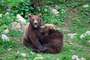 Bären in Kuterevo - Kroatien