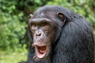 Schimpanse in den Afi Mountains