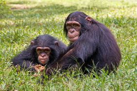 Schimpansen in den Afi Mountains