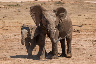 junge Elefanten im Addo Elephant National Park