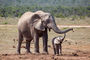 Elefanten im Addo Elephant NP