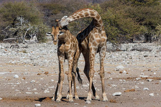 Giraffen im Liebestaumel