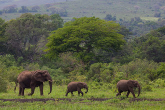 Elefanten im Hluhluwe National Park