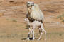 Die Kamelstute kümmert sich liebevoll um ihr Neugeborenes