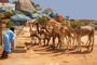 Kamele an der Tränke