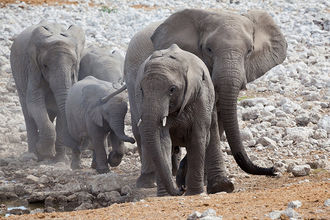 Elefanten auf dem Weg zum Wasser