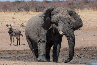 einsamer Elefantenbulle beim Schlammbad