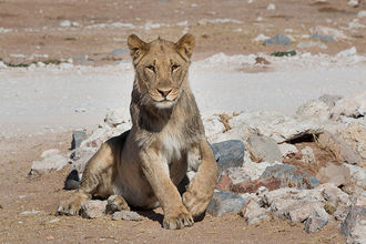 junges Löwenmännchen im Etosha-Nationalpark