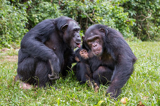 Schimpansen-Mütter beim Ratsch