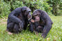 Schimpansen - Mütter beim Ratsch