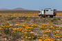 Manni inmitten von Blumen im Namaqualand