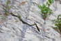 Wasserschlange im Shkoder-See mit Jagdbeute