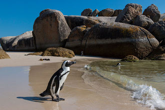 Pinguin am Strand von Boulders