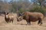 Rhinos im Hlane NP