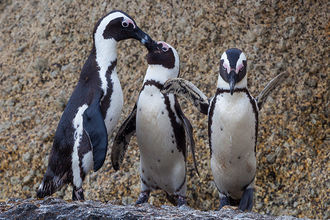 turtelnde Pinguine