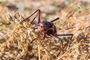 die Sattelschrecke / Dikpens - ein filigranes Rieseninsekt