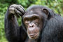 Schimpanse - der Denker