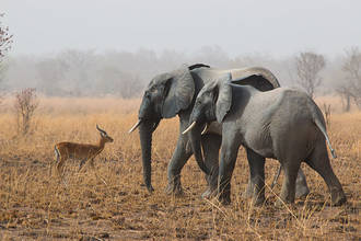 unsere erst Begegnung mit Elefanten im Pendjari-Nationalpark