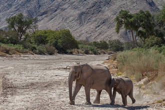 viele junge Elefanten im Hoanib-Tal