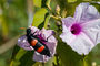 Blüte mit Käfer