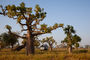 Übernachtungsplatz unter Baobabs