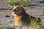 junger Löwe im Chobe NP