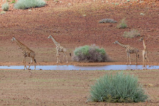 Giraffen am Wegesrand
