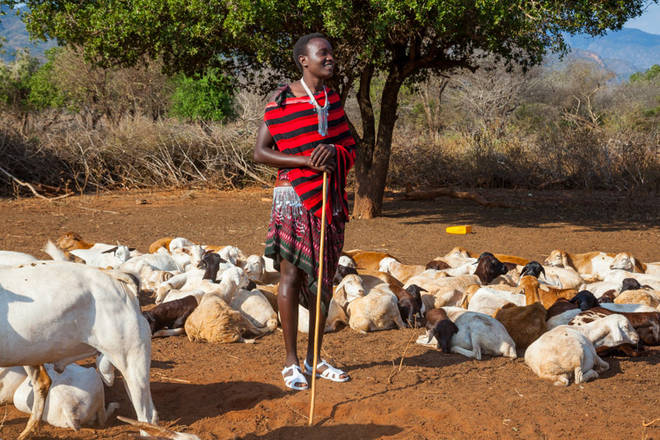 unser Massai-Freund Martin mit seinen Ziegen