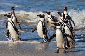 Pinguine in Simon´s Town