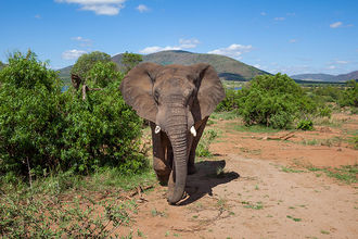 Elefant im Pilanesberg NP