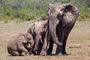 liebevolle Elefantenfamilie