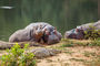 Hippos im Mlilwane Sanctuanary