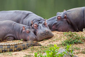 kuschlige Hippo Familie