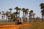 Borassus-Palmen in Senegal